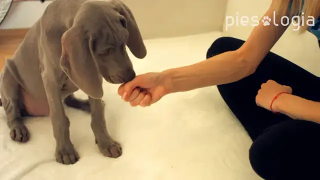 Jak tresować szczeniaka? Pozytywne metody od pierwszych dni