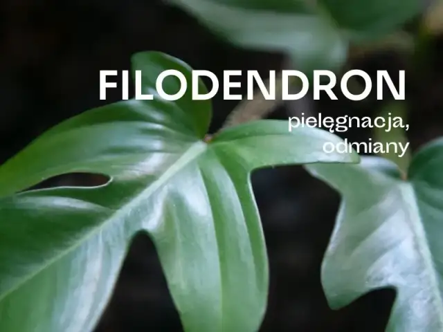 Jak kwitnie filodendron i jak stworzyć idealne warunki do tego