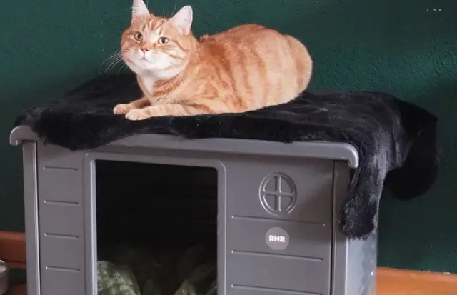 Pomarańczowy kot leży na czarnym futerku, na szarym domku. To idealna wyprawka dla kota, zapewniająca mu komfort i bezpieczeństwo.