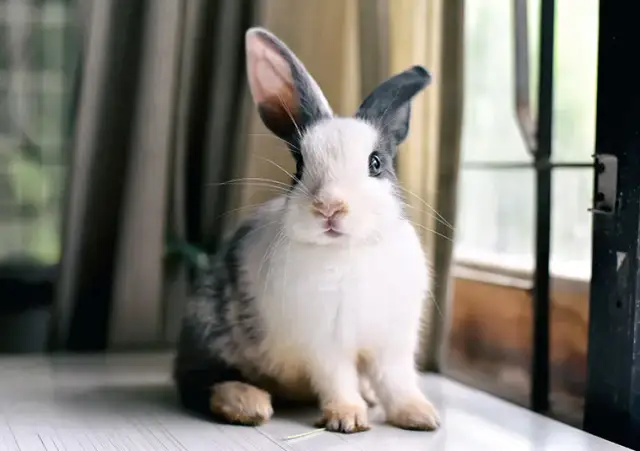 Jak króliki okazują miłość? Odkryj ich zaskakujące zachowania