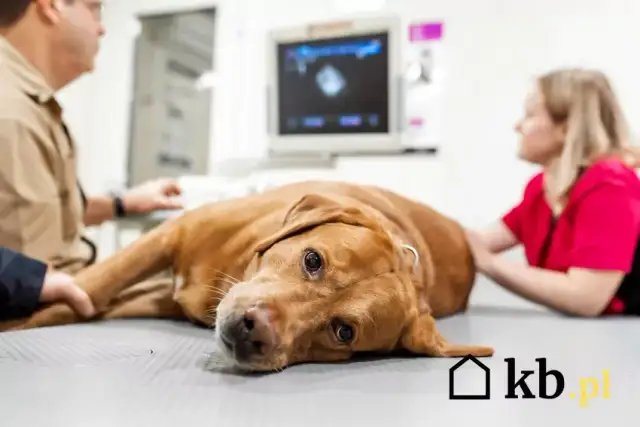 Koszt kremacji psa w Polsce: ile zapłacisz? Cennik 2024