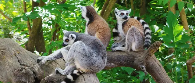 Veterinario Faunia: Encuentra la mejor atención para tu mascota