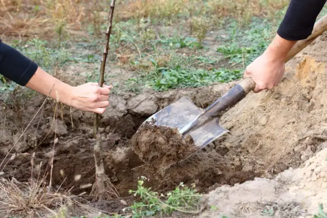 Sadzenie drzewek owocowych: Krok po kroku do własnych plonów!