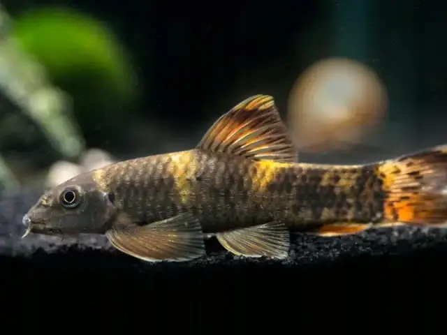 Ile kosztują rybki do akwarium? Ceny, które zaskoczą każdego akwarystę