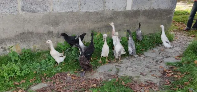 Aktualne ceny kaczki barbarie: gdzie kupić najtaniej w sklepach 2025?