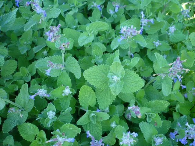 Kocimiętka z drobnymi fioletowymi kwiatami i zielonymi liśćmi.