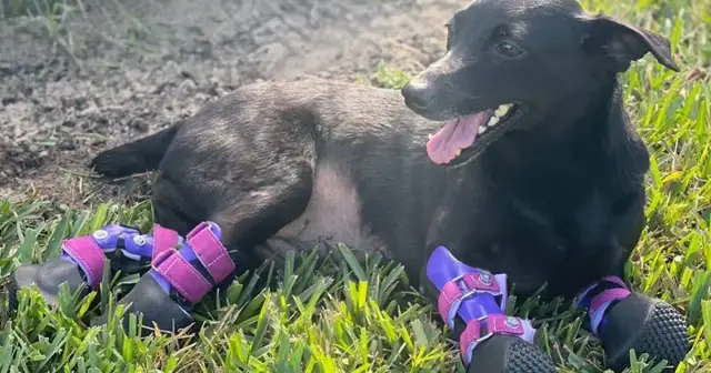 Ile kosztuje proteza dla psa i co wpływa na jej cenę?