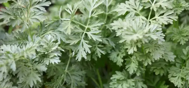 Czy piołun w tabletkach to naturalny pogromca tłuszczu? Porady