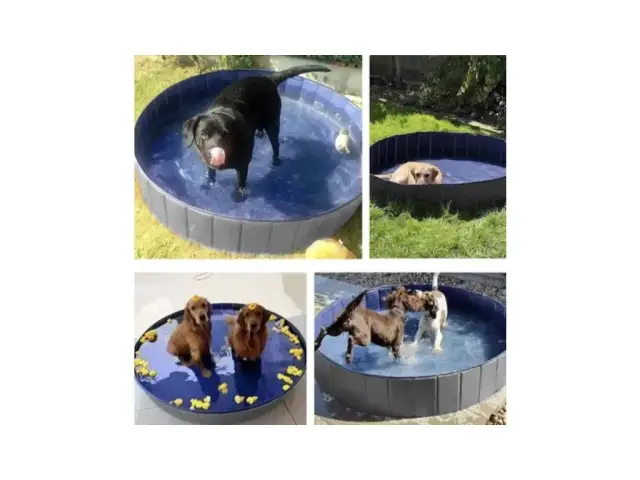 Jak zrobić basen dla psa, aby zapewnić mu radość i bezpieczeństwo