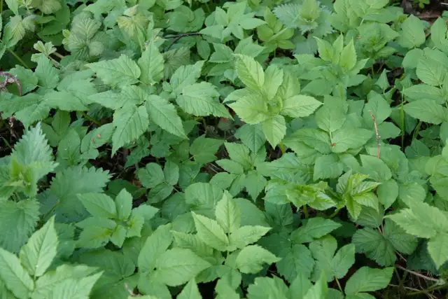 Chwast podobny do podagrycznika? Rozpoznaj i uniknij zagrożeń!