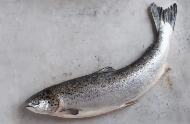 Czy łosoś występuje w Bałtyku? Fakty, które zaskoczą każdego