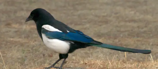 Gdzie zimują sroki? Odkryj ich tajemnice i miejsca bytowania w Polsce