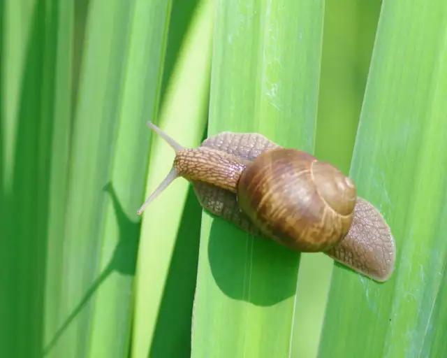 Ślimak czym się żywi – poznaj sekrety diety ślimaków w naturze