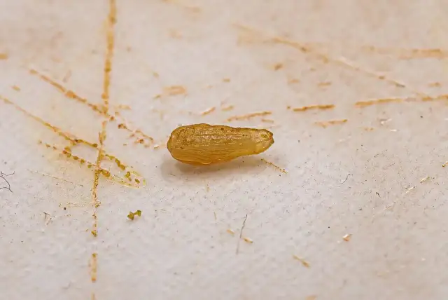 Mały, przezroczysty robak, przypominający białe robaki u kota, leży na brudnej powierzchni.