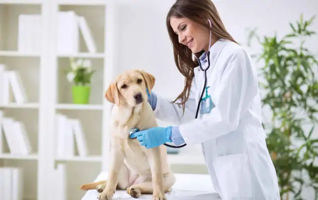 Veterinarios: Encuentra atención especializada y servicios cerca de ti