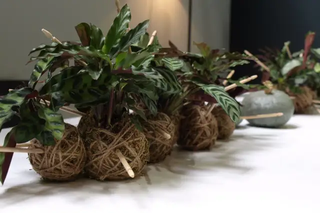 Rośliny w kulach z mchu i sznurka, czyli kokedama. To co to jest, widać na zdjęciu: zielone liście, sznurki i patyczki.