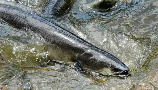 Czym się żywi węgorz? Odkryj zaskakujące fakty o jego diecie