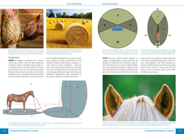 Atlas jeździectwa - klucz do rozpoczęcia bezpiecznej przygody jeździeckiej
