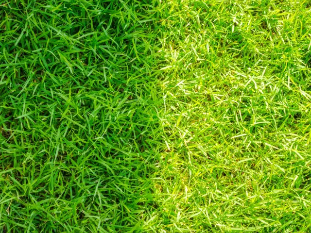 Trawnik bez mchu? Czym wapnować i jak to zrobić krok po kroku.