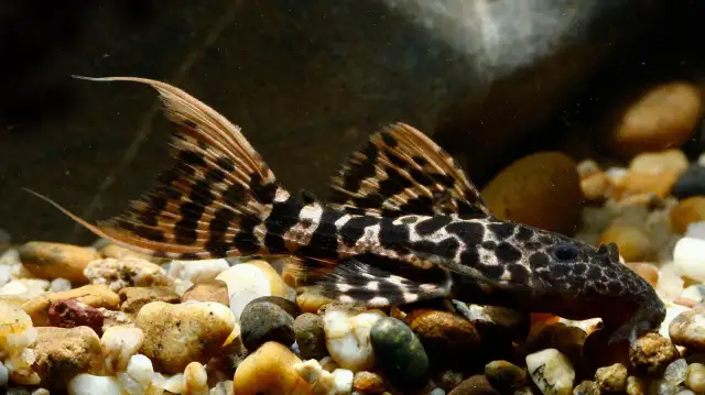 Glonojad: Wróg czy przyjaciel ryb? Cała prawda o zbrojniku