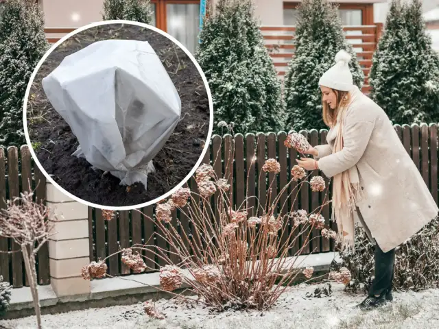 Jak okryć hortensje ogrodowe na zimę? Krok po kroku do kwiatów!
