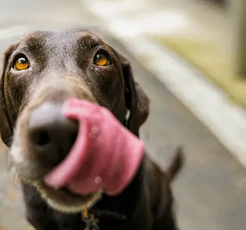 Ile jedzenia dla psa? Sprawdź, jak uniknąć niedożywienia lub otyłości