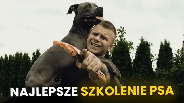 Poznaj skuteczne metody jak wytresować amstaffa: 8 sprawdzonych zasad