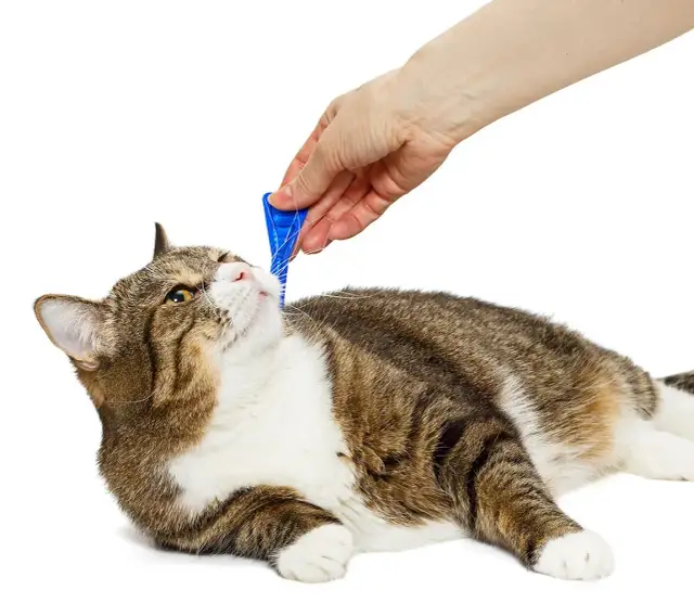 Skuteczne sposoby na zwalczenie pcheł u małego kotka i ich zapobieganie