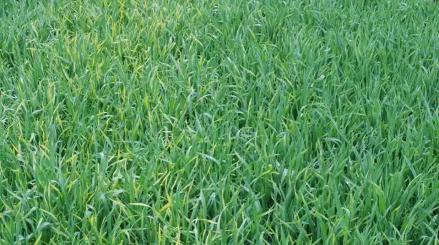 Dlaczego zboża żółkną? Poznaj przyczyny i jak ich unikać