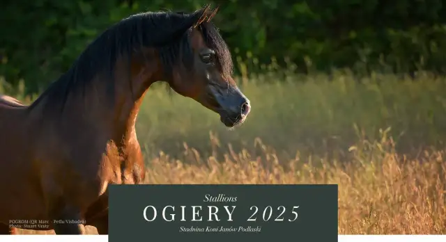 Jak obliczyć liczbę ogierów w stadninie z 48 końmi?