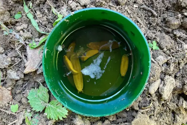 Pułapka na ślimaki DIY: Piwo i inne. Ogród bez chemii!