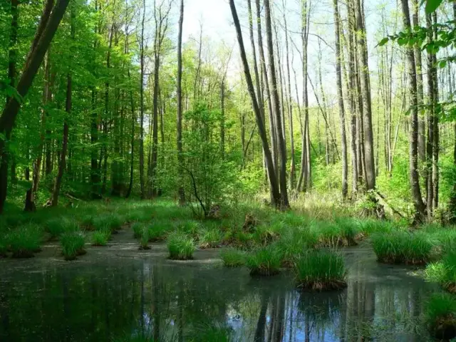 Rezerwaty przyrody Lubuskie - odkryj piękno natury w regionie