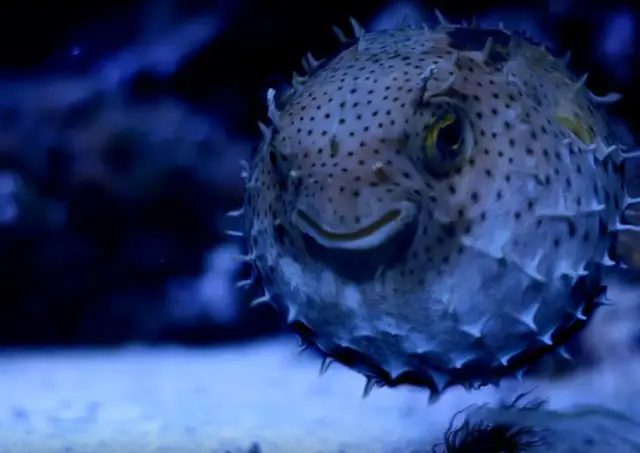 Kolczasta ryba rozdymka z uśmiechniętym wyrazem pyszczka w ciemnoniebieskim akwarium.