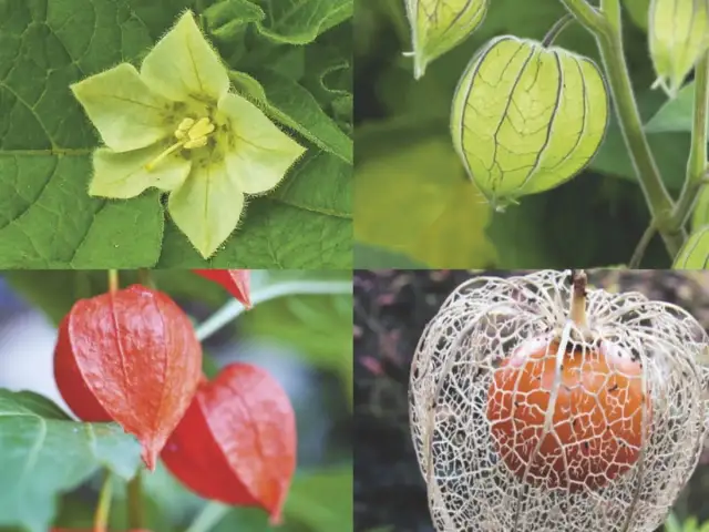 Jak uprawiać physalis: sekrety łatwej i udanej hodowli tej rośliny