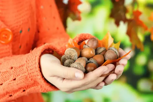 Jak się pisze żołędzie? Uniknij najczęstszych błędów w pisowni
