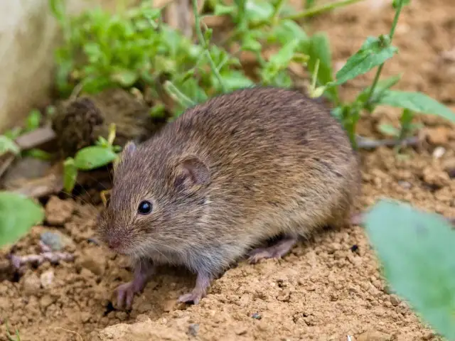 Skuteczne sposoby na usunięcie nornic z ogrodu bez chemii
