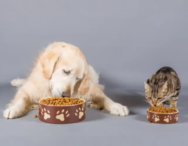 Czy koty mogą jeść karmę dla psa? Poznaj niebezpieczeństwa i alternatywy