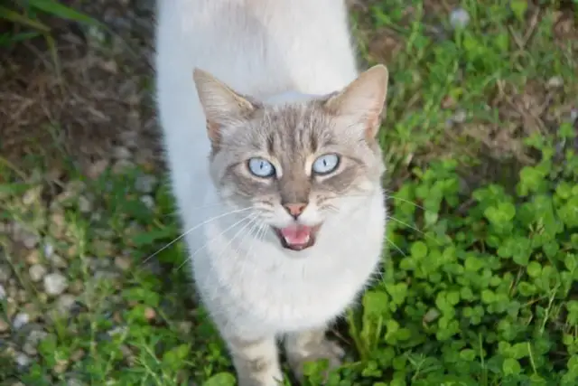 Jak pomóc kotce w rui i złagodzić jej stres oraz niepokój