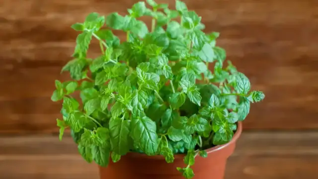 Jak zasadzić miętę w doniczce i uniknąć najczęstszych błędów
