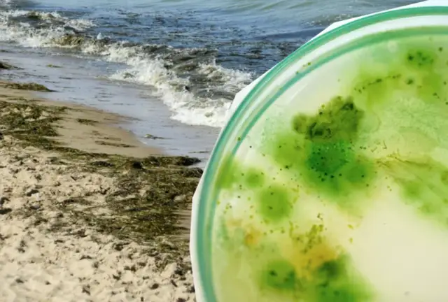 Czy w Kołobrzegu są sinice? Sprawdź zagrożenia dla zdrowia i kąpielisk