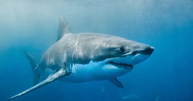 Rekiny w Bałtyku: Czy są groźne? Fakty i mity przed urlopem