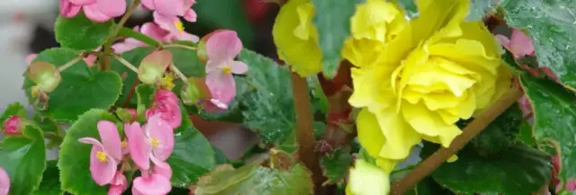 Kiedy wysadzać begonie do gruntu, aby uniknąć przymrozków?