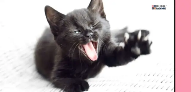 Ruja u kotki: objawy, czas trwania i jak pomóc pupilce? Poradnik