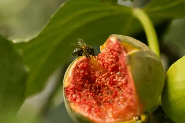 Jakie owoce nie są wegańskie? Odkryj kontrowersje i alternatywy