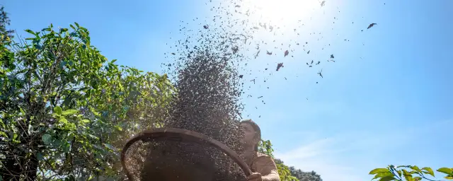 Gdzie rośnie awokado? Odkryj jego świat i inspiracje podróżnicze