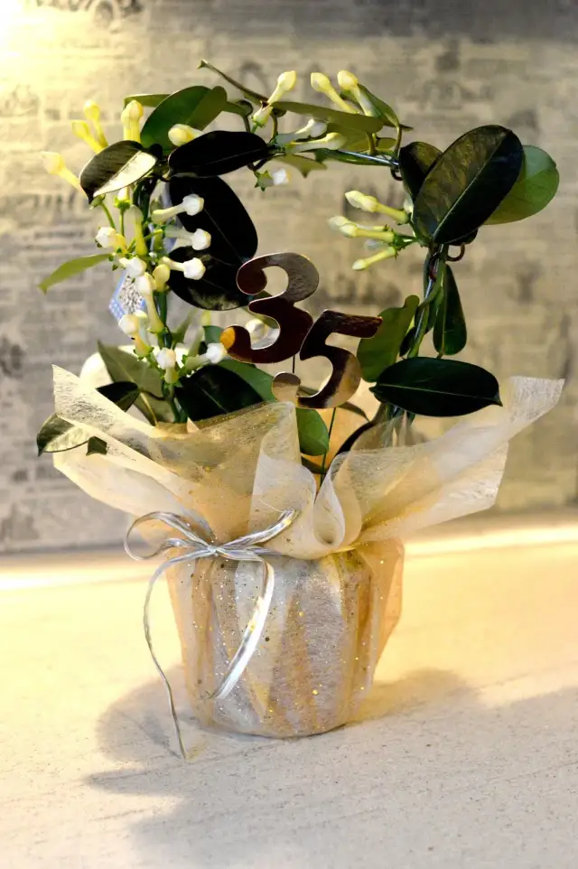 Jak zapakować kwiatka w doniczce na prezent, by uniknąć uszkodzeń