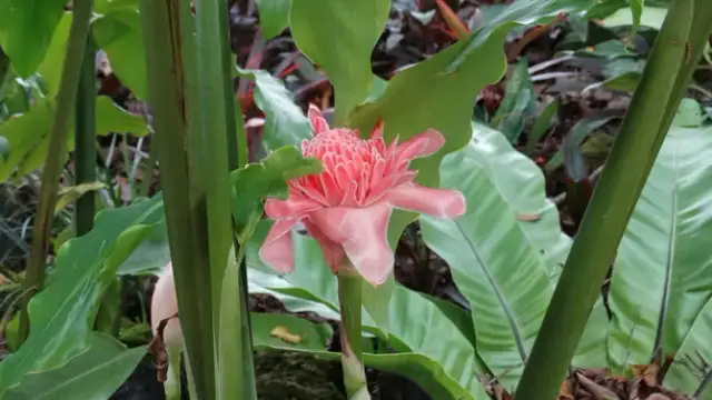 Jak kwitnie imbir? Odkryj sekrety jego pięknych kwiatów