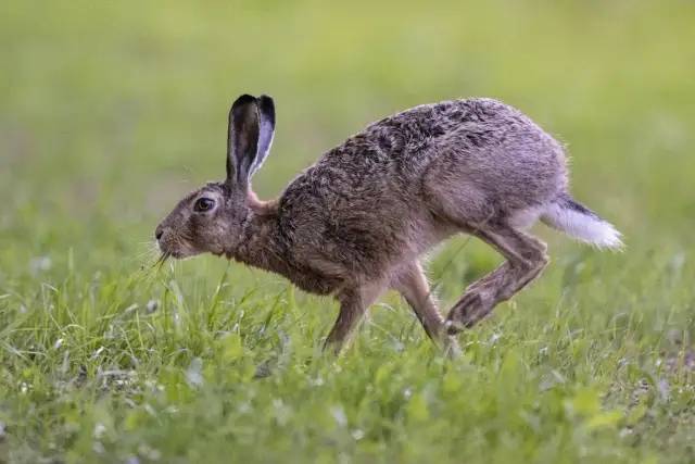 Jak szybko biega zając? Odkryj jego niesamowitą prędkość
