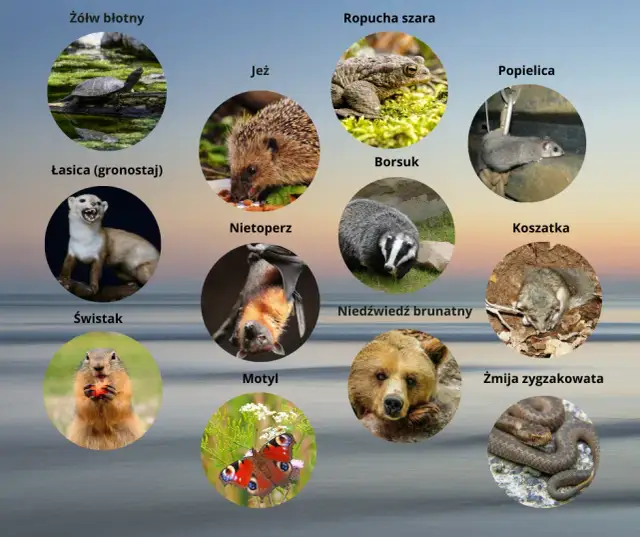 Sen zimowy zwierząt: Kto śpi najdłużej? Familiada i fakty