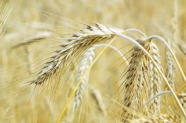 Zboże techniczne do czego służy? Odkryj zaskakujące zastosowania